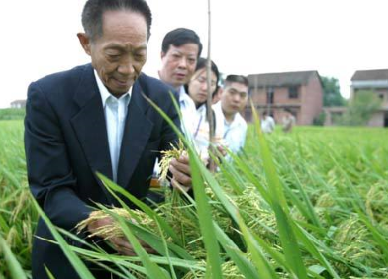 袁隆平超級雜交水稻畝產(chǎn)1149.02公斤，破世界紀錄！